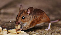 24 Hour & Emergency Exterminators in Elkhart Lake, WI